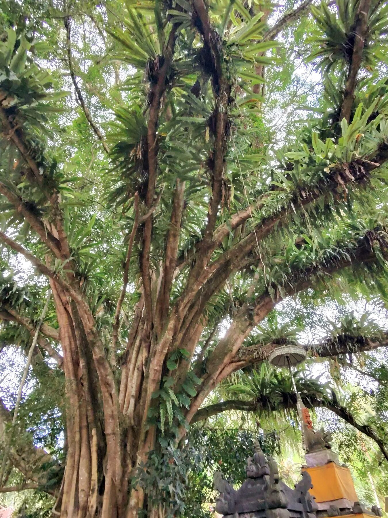 Born from the Spring: Ubud, the two dragons of Bali, and the day the water spoke