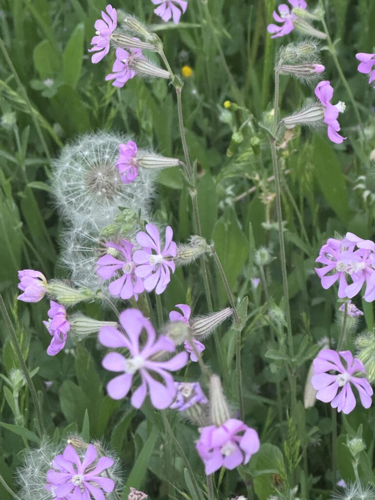 सामूहिक ज्ञान: माइकल न्यूटन संस्थान, लुइस मिगुएल गैलार्डो द्वारा